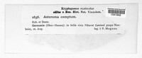 Asteroma comptum image